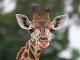 Junge Giraffe